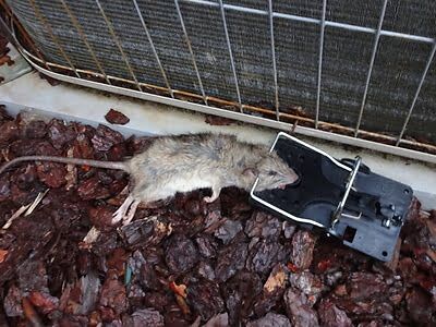 rodent trapping